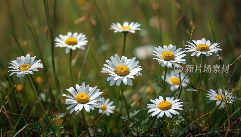 草地雏菊绽放