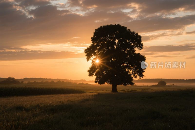 草地大树夕阳风景