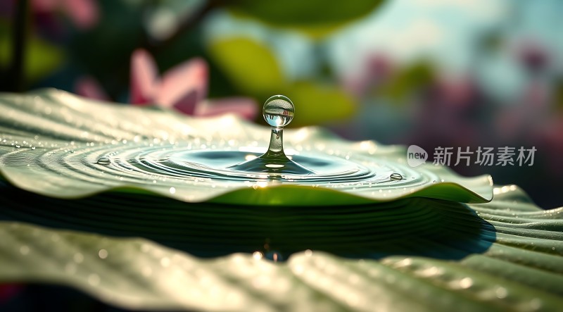 水滴落在荷叶上