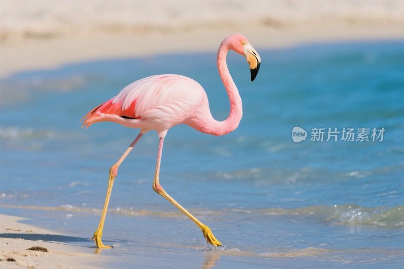 火烈鸟漫步海滩