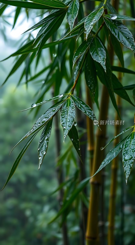 雨后竹叶上的露珠