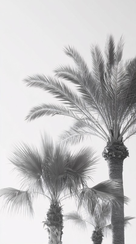 黑白风格棕榈树画面