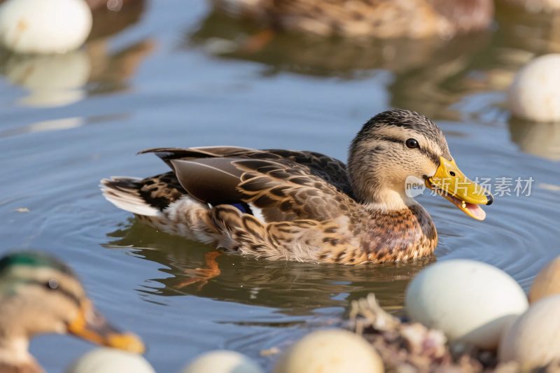 鸭子与水面鸡蛋场景