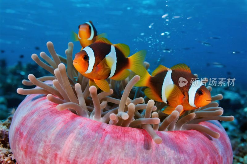 海洋小丑鱼与海葵
