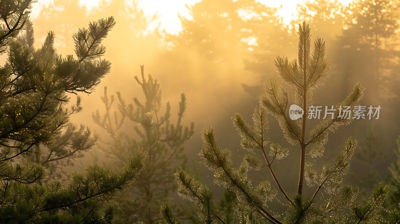 晨雾中的松林