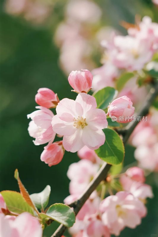 樱花枝头春景绽放图