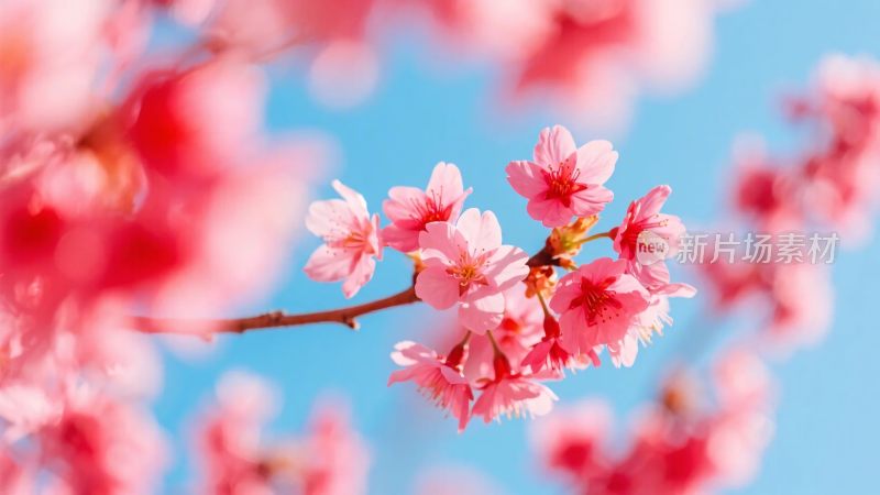 樱花花枝春景图