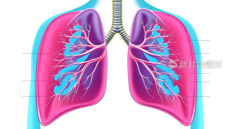 肺部的呼吸系统结构图
