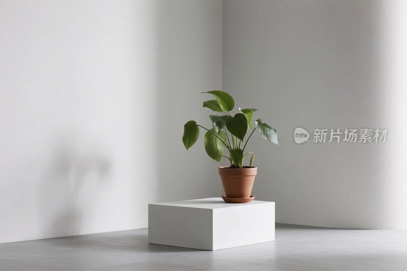 简约室内植物布置