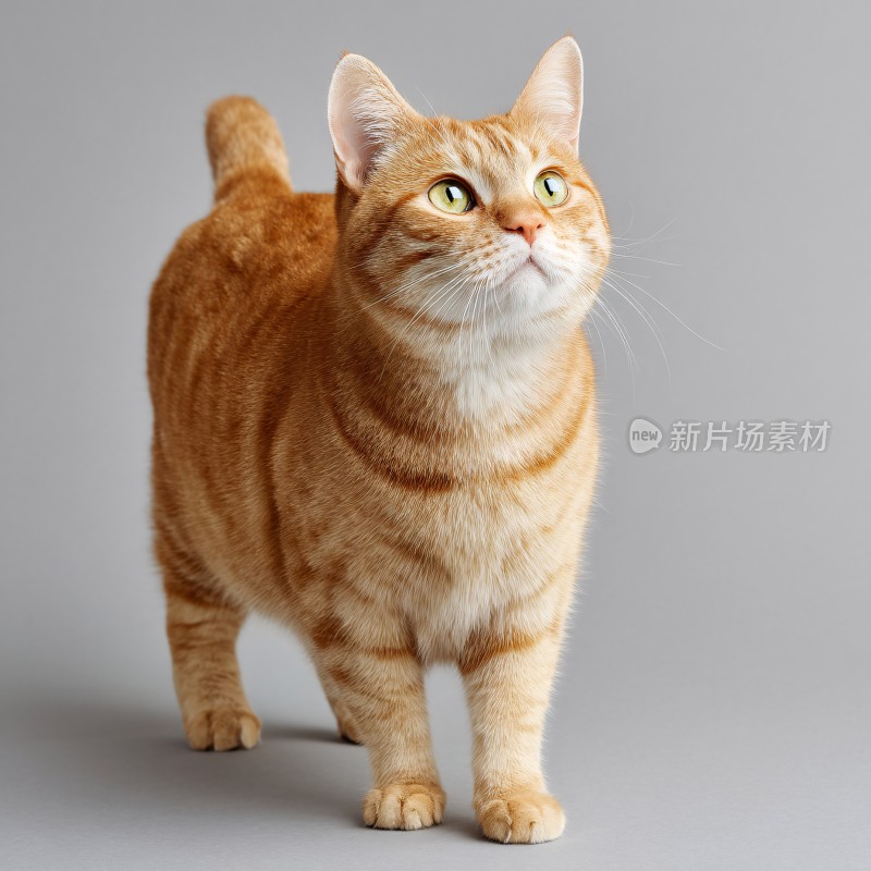 站立的橘色猫咪