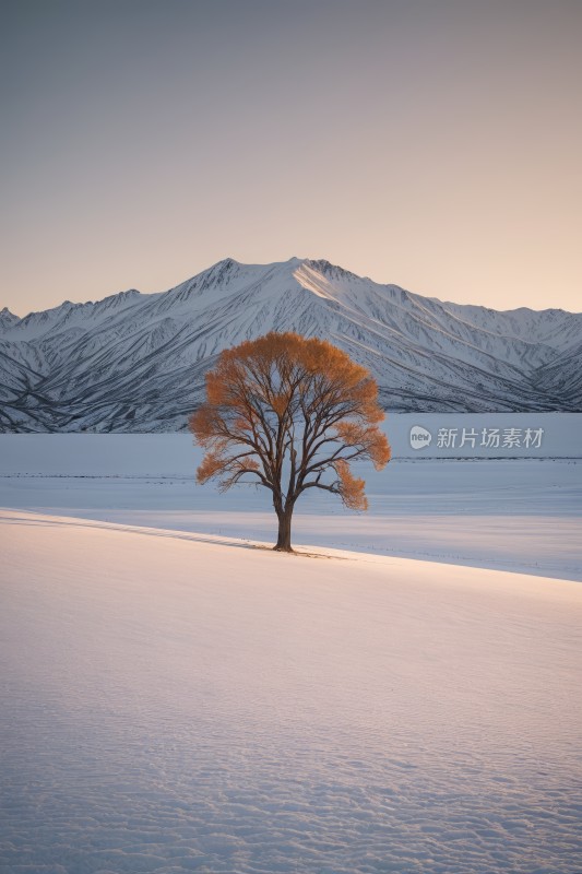 雪原上一棵孤树群山高清风景图片