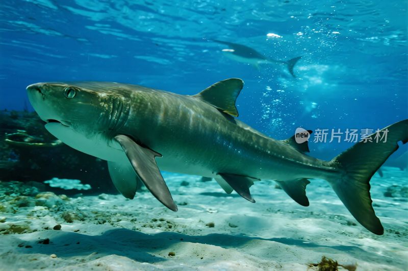 水下鲨鱼照片
