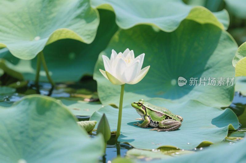 荷叶荷花与青蛙