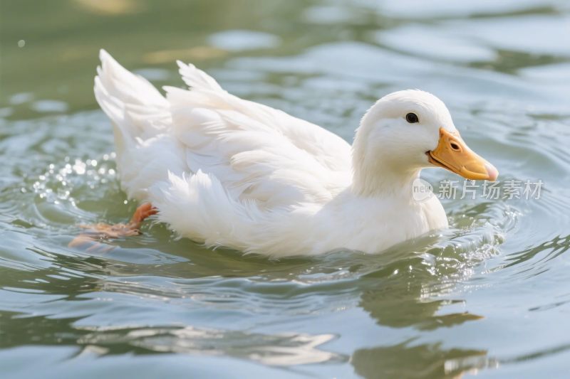 白鸭游水自然画面
