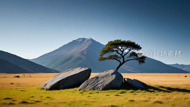 一棵生长在岩石上的树高清风景图片