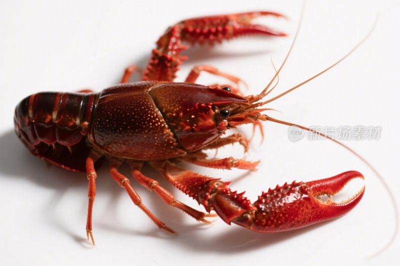 红色龙虾特写图