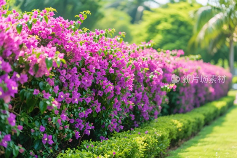 紫色花丛园林景观