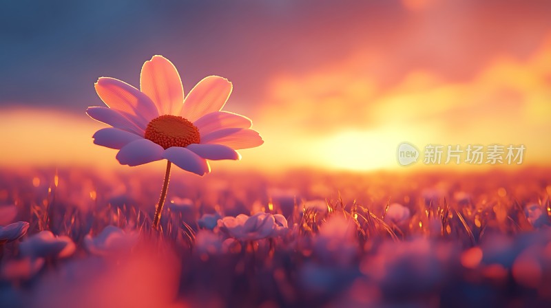 日落下的紫色小花