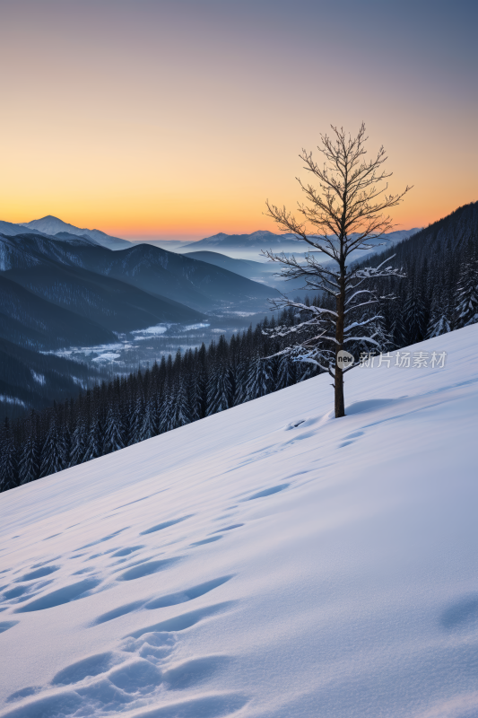 日落时分雪景和山上的一棵孤树高清风景图片