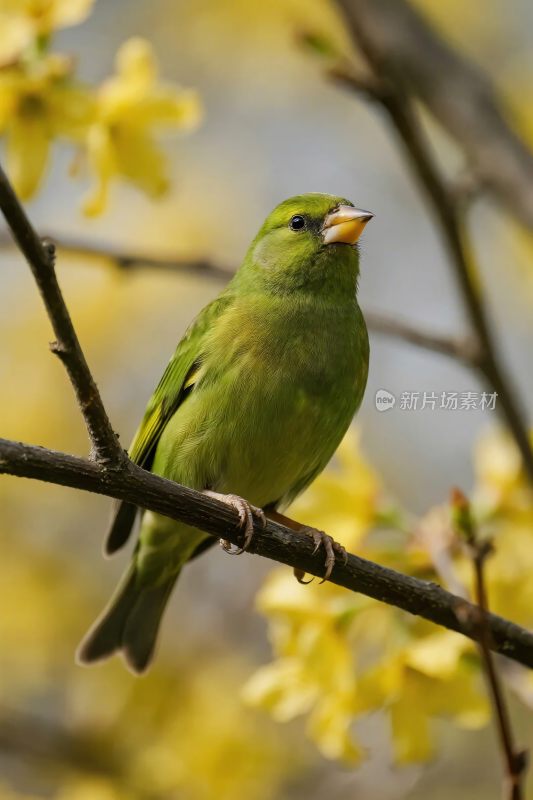 绿色小鸟栖花枝