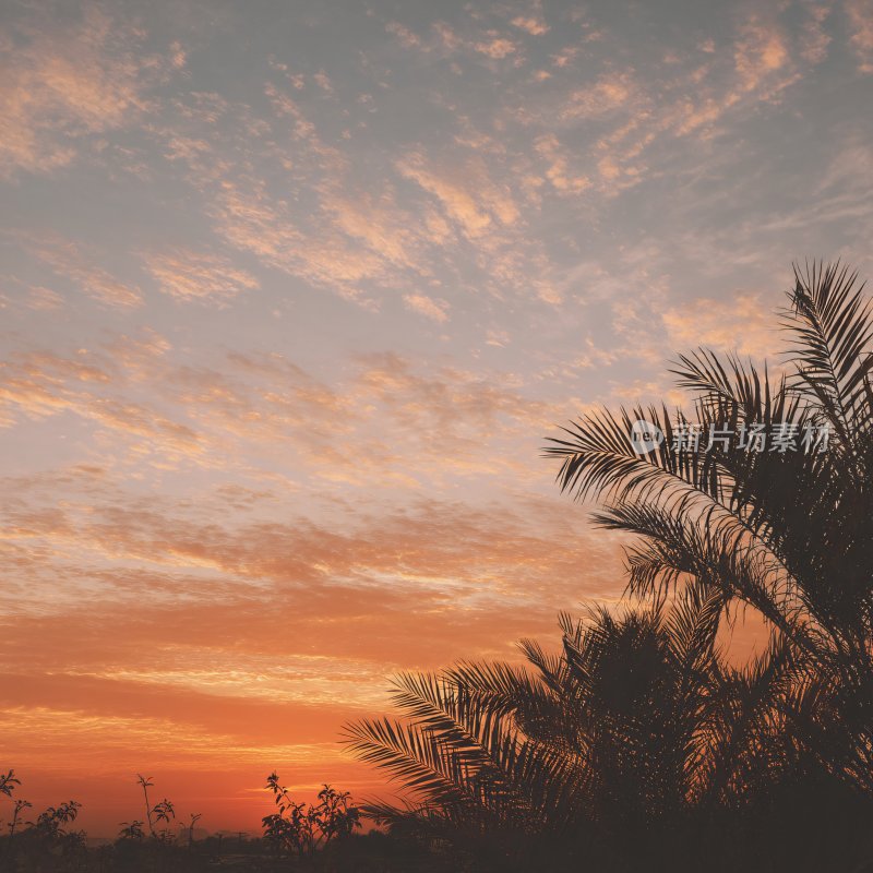 夕阳下的棕榈树美景