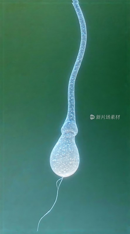 精子游动
