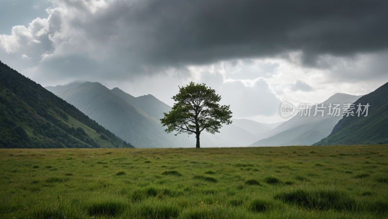 一棵孤独的树一片草地上山脉高清风景图片