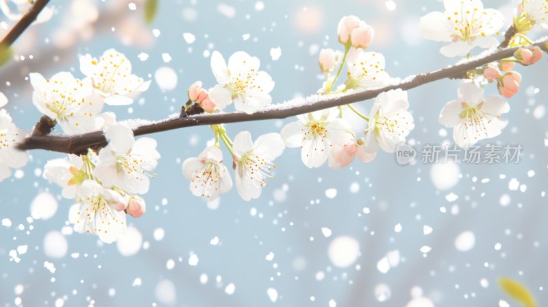 冬天树枝花朵冬季雪景飘雪寒梅