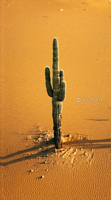 沙漠中的坚韧生命