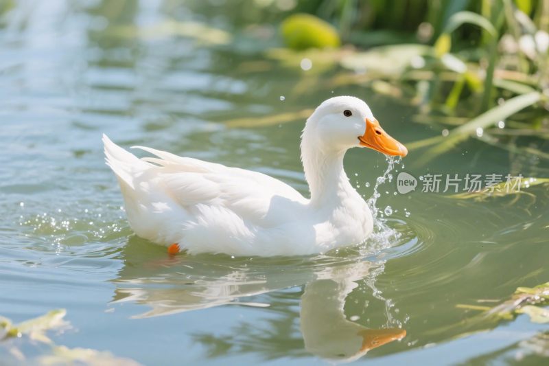 白鸭游水面