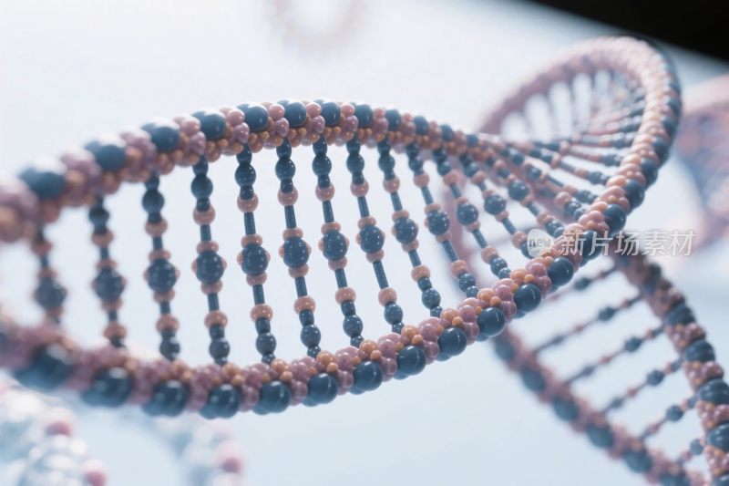 双螺旋结构示意图