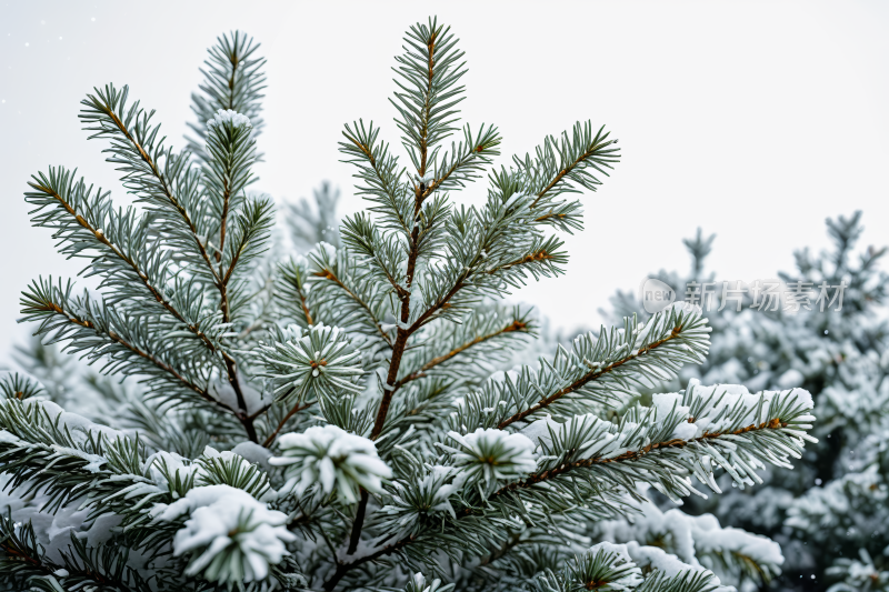 白色天空挂满了雪花圣诞树树枝图片