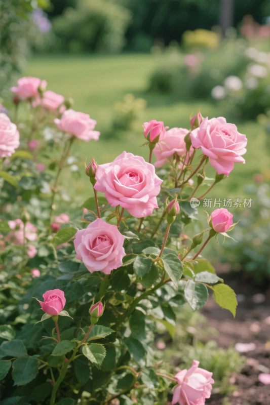 粉色蔷薇花丛花园