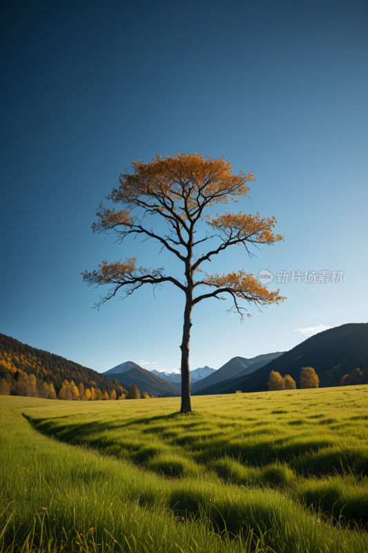 一片草地上一棵孤独的树高山清风景图片