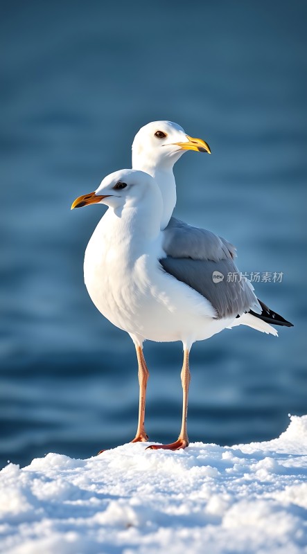 雪地上的海鸥