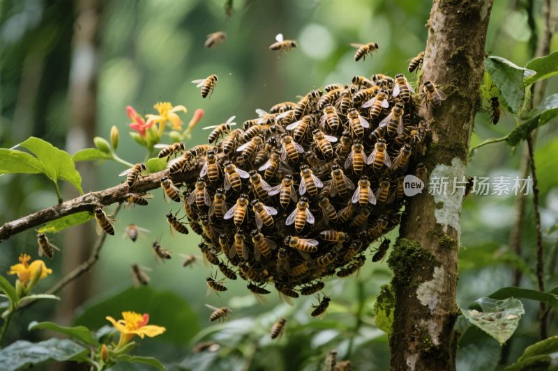 蜜蜂巢与飞舞蜂群