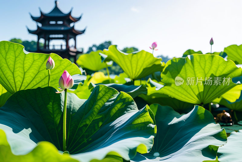 荷花池荷叶生态公园