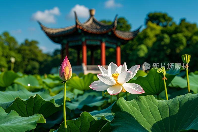 荷花池荷叶生态公园