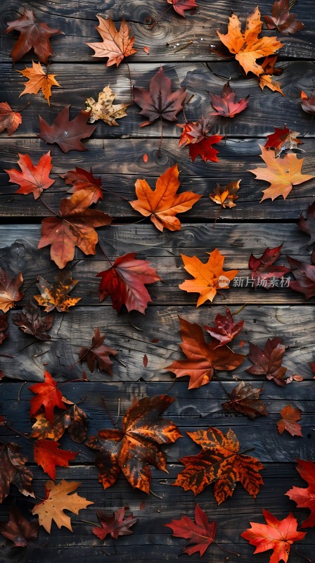 秋叶飘零木色深