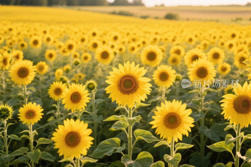 向日葵田园风景