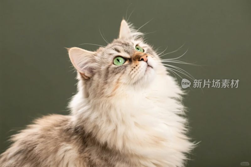 仰头的长毛猫咪
