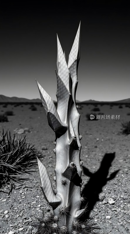 沙漠中的坚韧生命