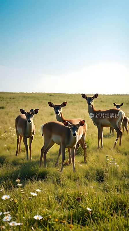 阳光下的鹿群在草原上漫步