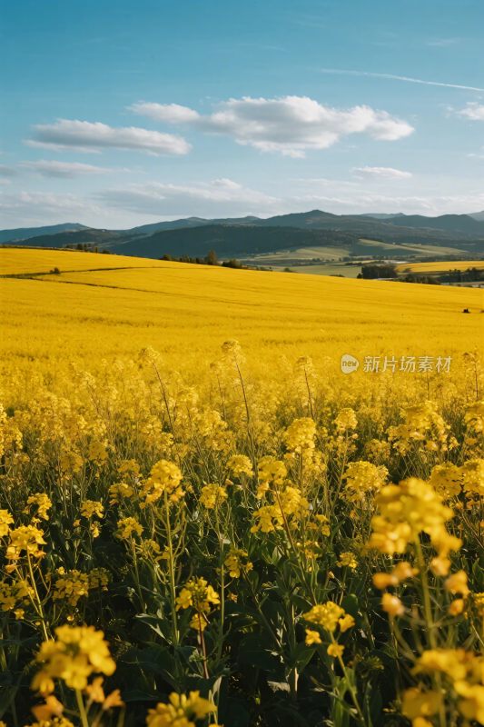 田园黄花田与远山风景