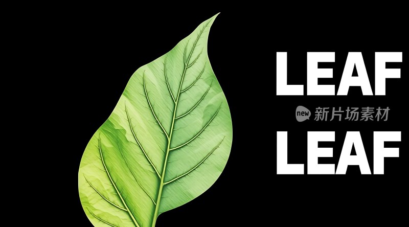 绿叶新片场素材