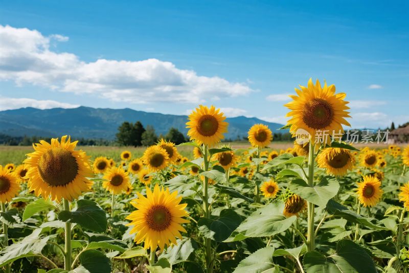 向日葵田野风景