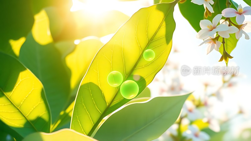 阳光下的绿叶与露珠