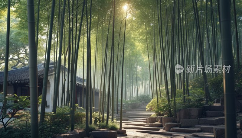 苏州虎丘竹林夏景