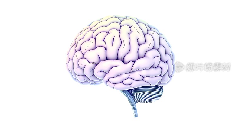 大脑结构图