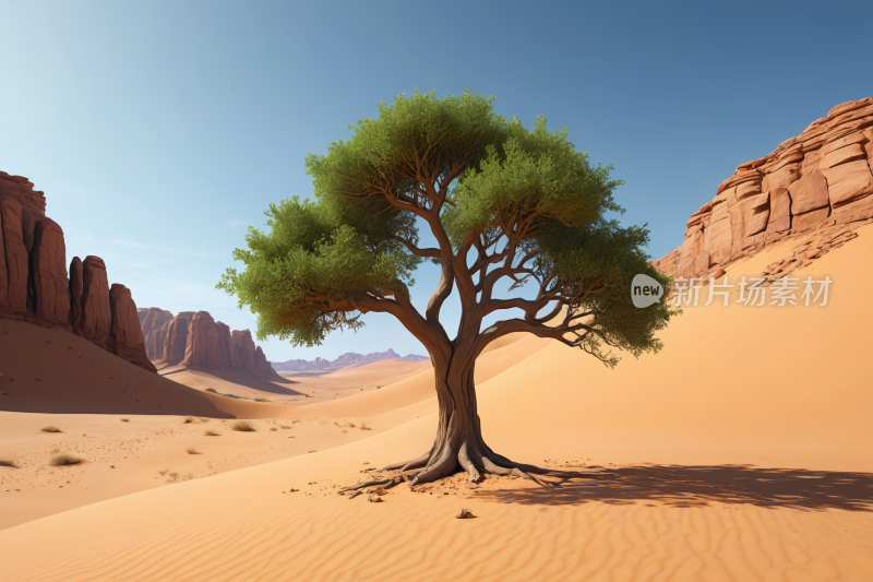 沙漠中央一棵孤树纹理背景图片